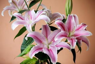  香水百合的花语，香水百合的花语，纯洁、高贵、热烈、永恒。--第1张