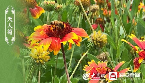  天人菊简笔画，天人菊的简笔画--第1张