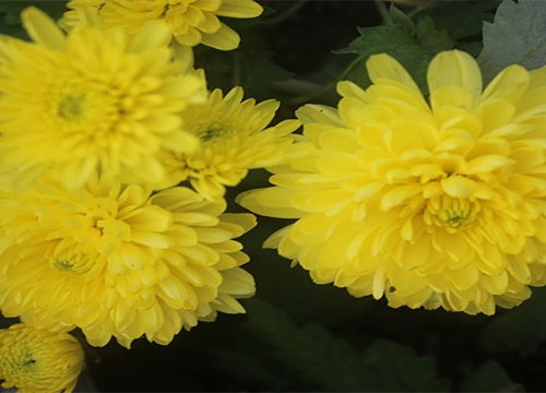  菊花代表着什么花语--第1张