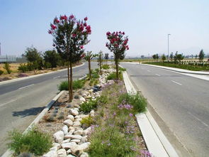  公路边绿化带植物的生态价值与绿化设计，公路边绿化带植物的生态价值与绿化设计，植物在公路绿化中的重要性及设计策略--第1张
