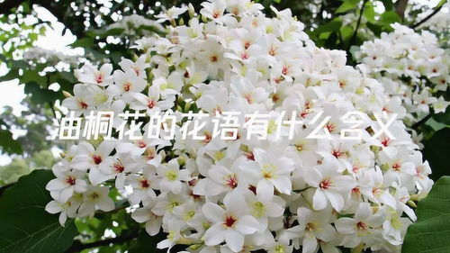 南烛的花语，南烛的寓意是永恒的爱，生命永恒。--第1张