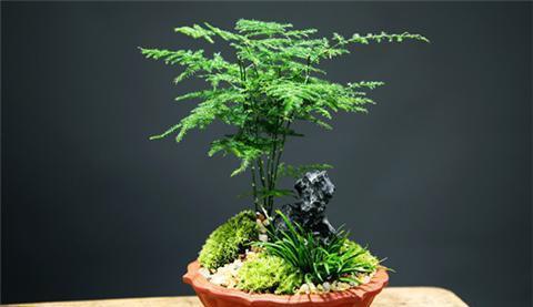  家里放文竹是吉是凶--第1张