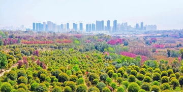  全国三大苗木基地，探寻绿色经济的繁荣景象--第1张