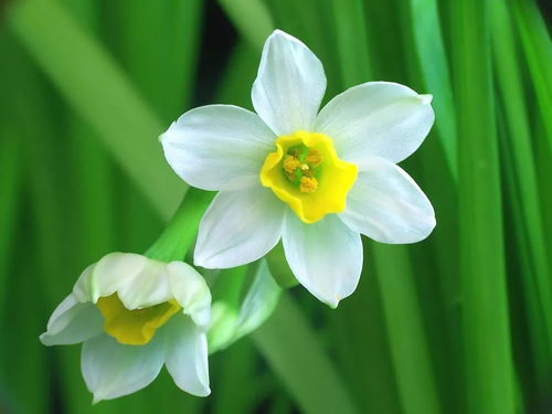  水仙花的美丽与优雅——优美的句子描绘，水仙花的优雅之美，如诗如画的描绘--第1张