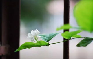  茉莉花歌曲，悠扬旋律中的诗意与情感--第1张