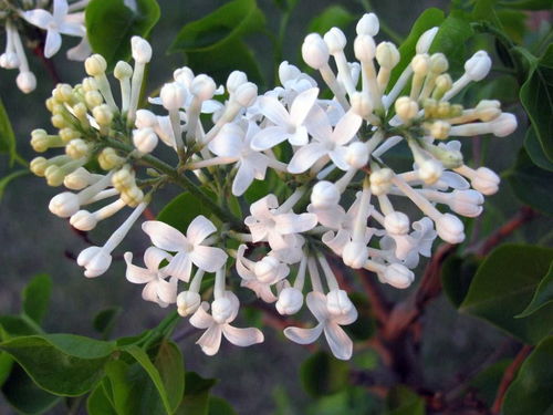 丁香花怎么养，丁香花的养护技巧--第1张