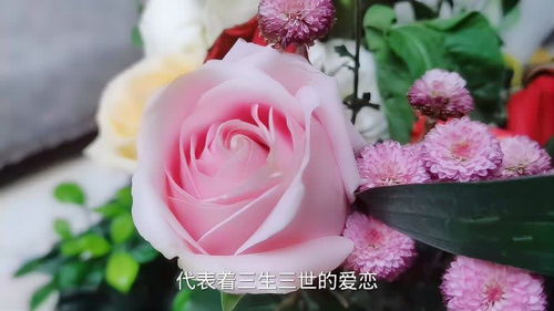 粉色玫瑰花代表着什么寓意--第1张