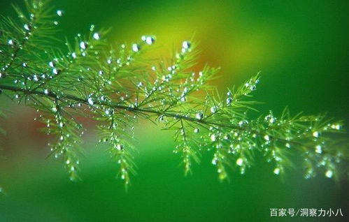  养文竹十大禁忌--第1张