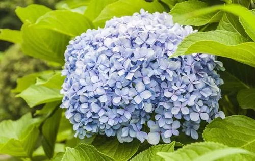  绣球花千万不能乱送人--第1张