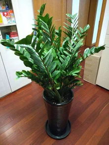  金钱树的养护技巧，让你的植物茂盛生长--第1张