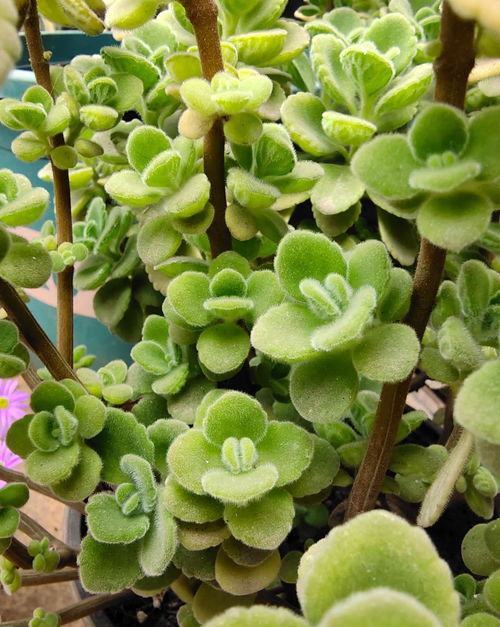  马蹄莲花有毒吗？在室内养--第1张