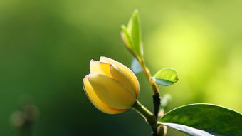  含笑花图片——绽放的美丽与温馨，含笑花绽放的美丽与温馨图片--第1张
