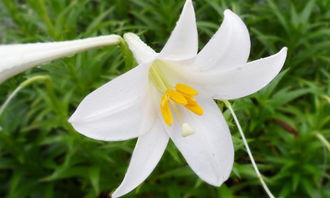  百合花配什么花好看，百合花配玫瑰花、太阳花、马蹄莲、郁金香等花好看^[1][2]^。--第1张