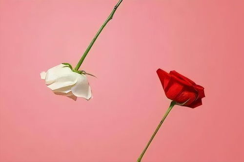  十一支红玫瑰的含义，浪漫、热情与承诺，十一支红玫瑰的含义，浪漫、热情、承诺与无尽的爱意--第1张