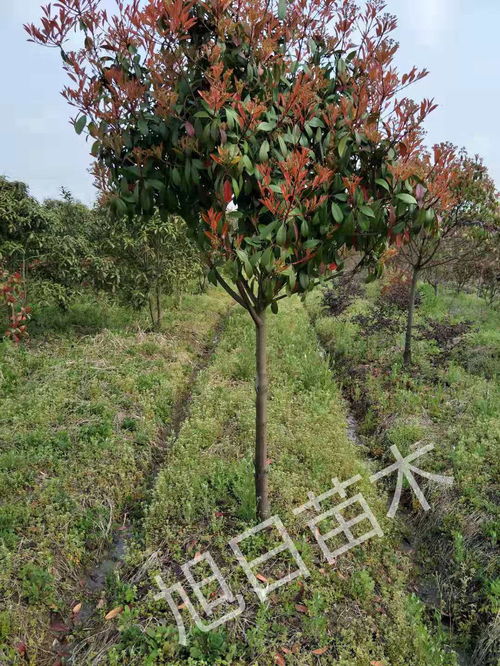  蜀桧树价格，市场行情与影响因素分析--第1张