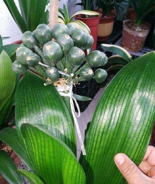  万年青开花的寓意与风水，万年青开花的风水寓意，富贵长寿、子孙兴旺、好运连连--第1张