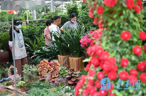  全球花木网客服，专业、贴心，让您的花卉购买无忧无虑，全球花木网客服，专业贴心，花卉购买无忧虑--第1张