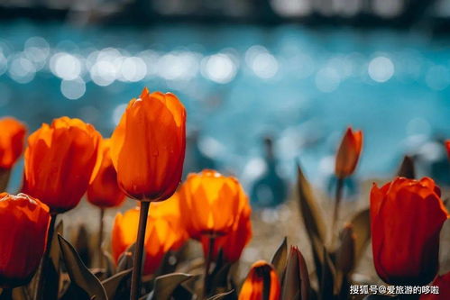  惊艳世界的美——好看的花的图片--第1张