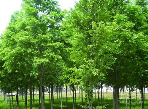  乌柏和乌桕，一样的名字，不一样的植物，乌桕与乌柏，同名的植物差异--第1张