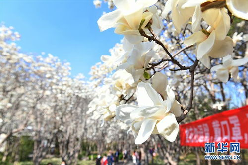  四月花开，繁花似锦，春意盎然，四月花开，春意盎然的美景--第1张