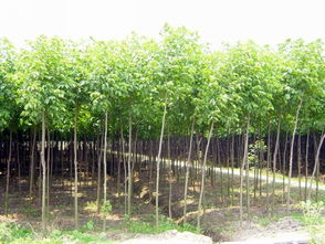  重阳木图片高清，重阳木的美丽与力量，重阳木的高清图片，美丽与力量的视觉盛宴--第1张