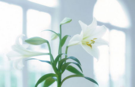  粉百合的花语，纯洁、优雅与永恒的爱，粉百合的花语，纯洁、优雅与永恒的爱（粉百合花语之二）--第1张
