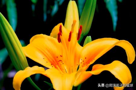  百合花开花后怎么处理--第1张