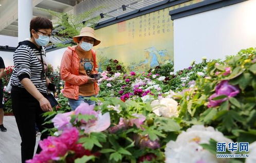  中国花卉博览会2021上海，美丽花海盛宴--第1张