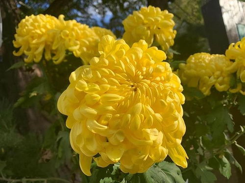  菊花象征着什么品质，菊花象征着高洁、坚韧不拔的品质。--第1张