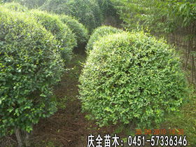  绿喇叭苗木今日求购--第1张