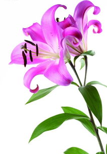  香水百合的花语与寓意--第1张