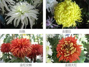  菊花种类名称及图片大全，菊花种类名称及图片大全，菊花品种欣赏与识别技巧--第1张