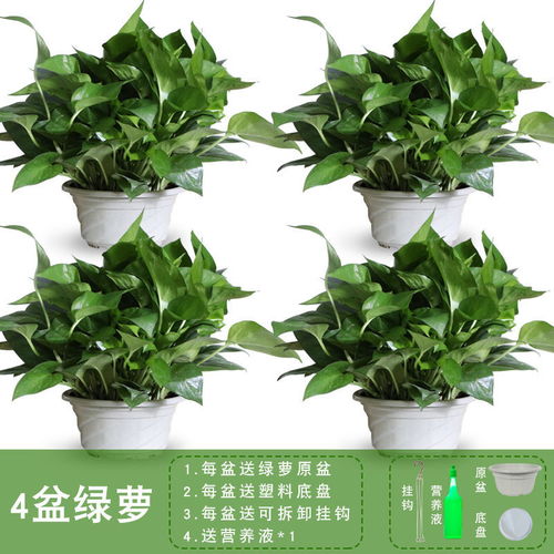  室内吸收甲醛最好的植物或花卉--第1张