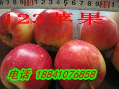  求购果树苗信息网站——一站式果树苗交易平台--第1张