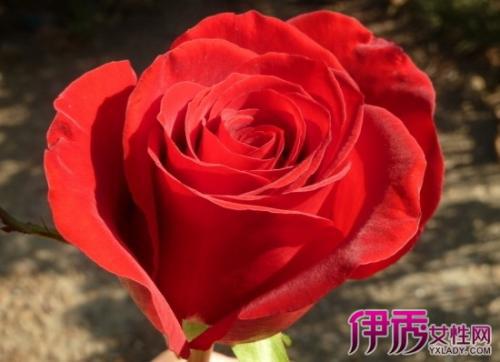  玫瑰花的象征意义和品格--第1张