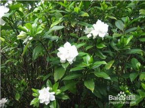  栀子花有毒吗？一文带你了解栀子花的安全性--第1张