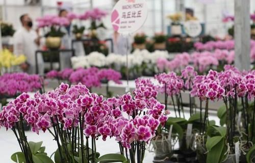  中国花卉报网站——花卉产业的领航者--第1张