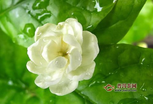 家里为什么不能种茉莉--第1张