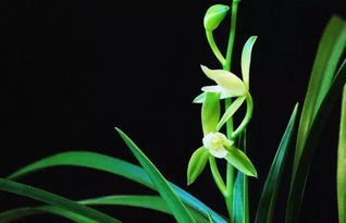  兰花苗带花苞包邮——让您的花园充满芬芳，兰花苗带花苞包邮，为您的花园增添芬芳之源--第1张