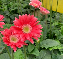  扶郎花怎么养，扶郎花养殖技巧--第1张