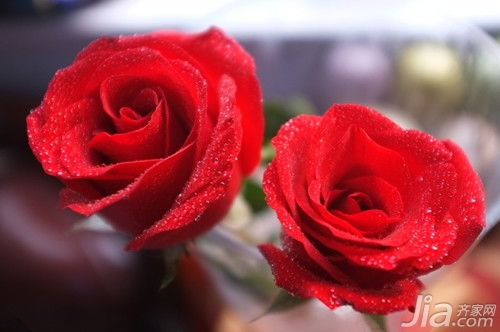  红玫瑰花语大全句子，红玫瑰花语，热情如火、热恋、希望与你泛起激情的的爱、我爱你、希望得到你的肯定和爱情--第1张
