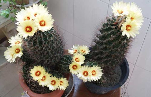  仙人球开花的寓意，仙人球开花的寓意为坚强、美丽、生命力和幸福美满。--第1张