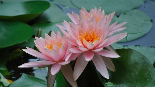  并蒂莲花的意思，并蒂莲花，象征爱情与永恒--第1张