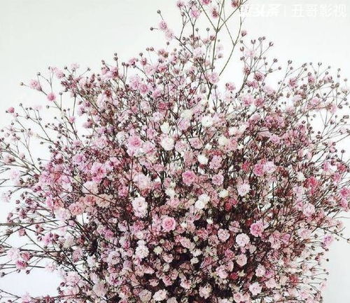  满天星的花语是什么意思--第1张