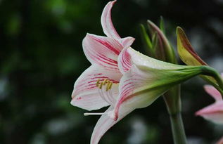  花的种类名称，花的种类名称有，玫瑰花、康乃馨、百合花、马蹄莲、郁金香、风信子、茉莉花、牡丹花、栀子花、桂花等。--第1张