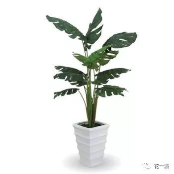  绿植花卉大全——让您的生活充满绿色生机，绿植花卉大全，打造绿色生机盎然的生活环境--第1张