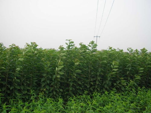  揭秘，5大名贵树苗价钱，你知道它们的价值吗？，名贵树苗的秘密，价值与价格之谜--第1张