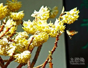  结香花简介，结香花简介，植物特征、分布与观赏价值--第1张