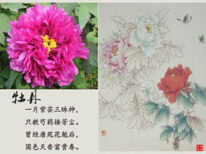  牡丹花寓意，富贵与吉祥的象征--第1张