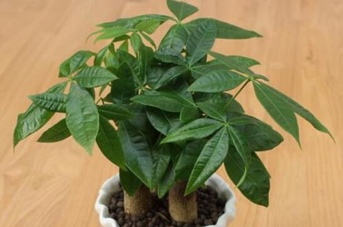  发财树正确的浇水方法，发财树正确的浇水方法，掌握浇水时机和频率--第1张